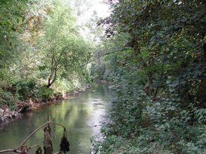 Fluss mit Uferverbau aus Wasserbausteinen und steiler, dicht mit Gehölzen bewachsenen Uferböschung.