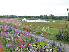 Blick über die neugestaltete Wilhelminenaue mit blühenden Blumenbeeten im Vordergrund. Dahinter eine Aussichtsplattform und ein großer Landschaftssee mit Veranstaltungsbühne sowie ausgedehnten Wiesen- und Freizeitflächen.