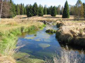 Üppige Wasserpflanzenvegetation in der Kalten Moldau.